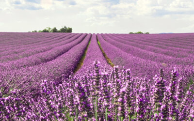 Huiles Essentielles ou Parfums d’Ambiance : Quelle est la Meilleure Option pour Parfumer sa Maison Naturellement ?